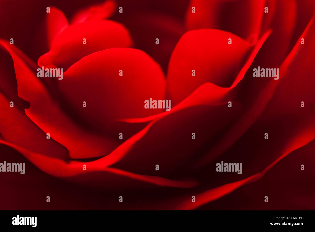 Close-up Crimson Red Rose in soft focus Stock Photo