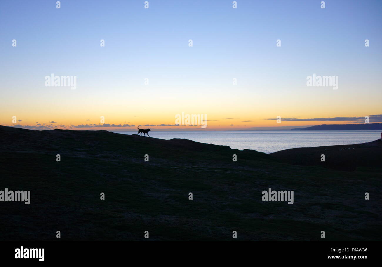 Silhouette of a Labrador Retriever running along the cliffs at Seatown, Bridport, Dorset Stock Photo