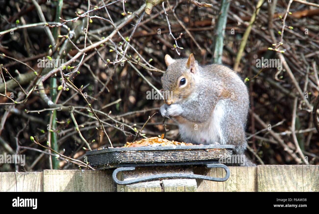 Great Squirrel helping itself to the bird feed Stock Photo