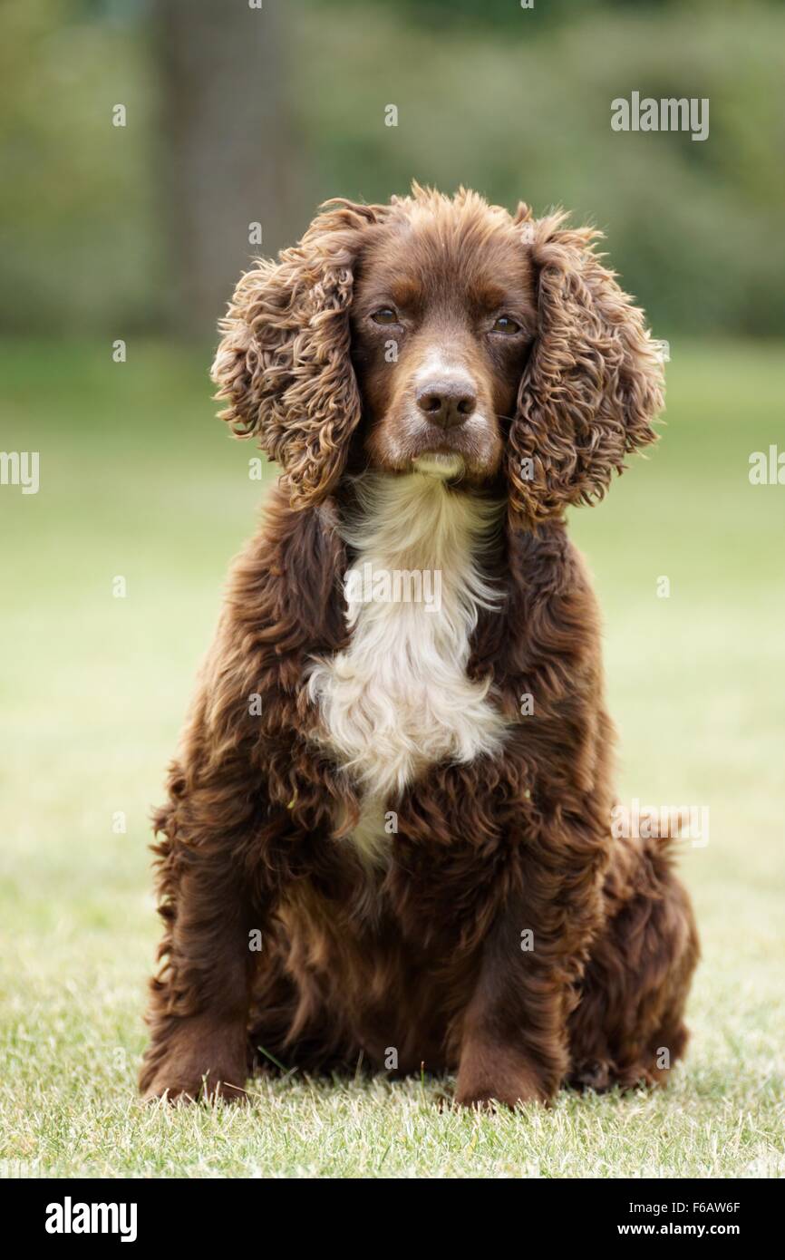 Liver white store cocker spaniel