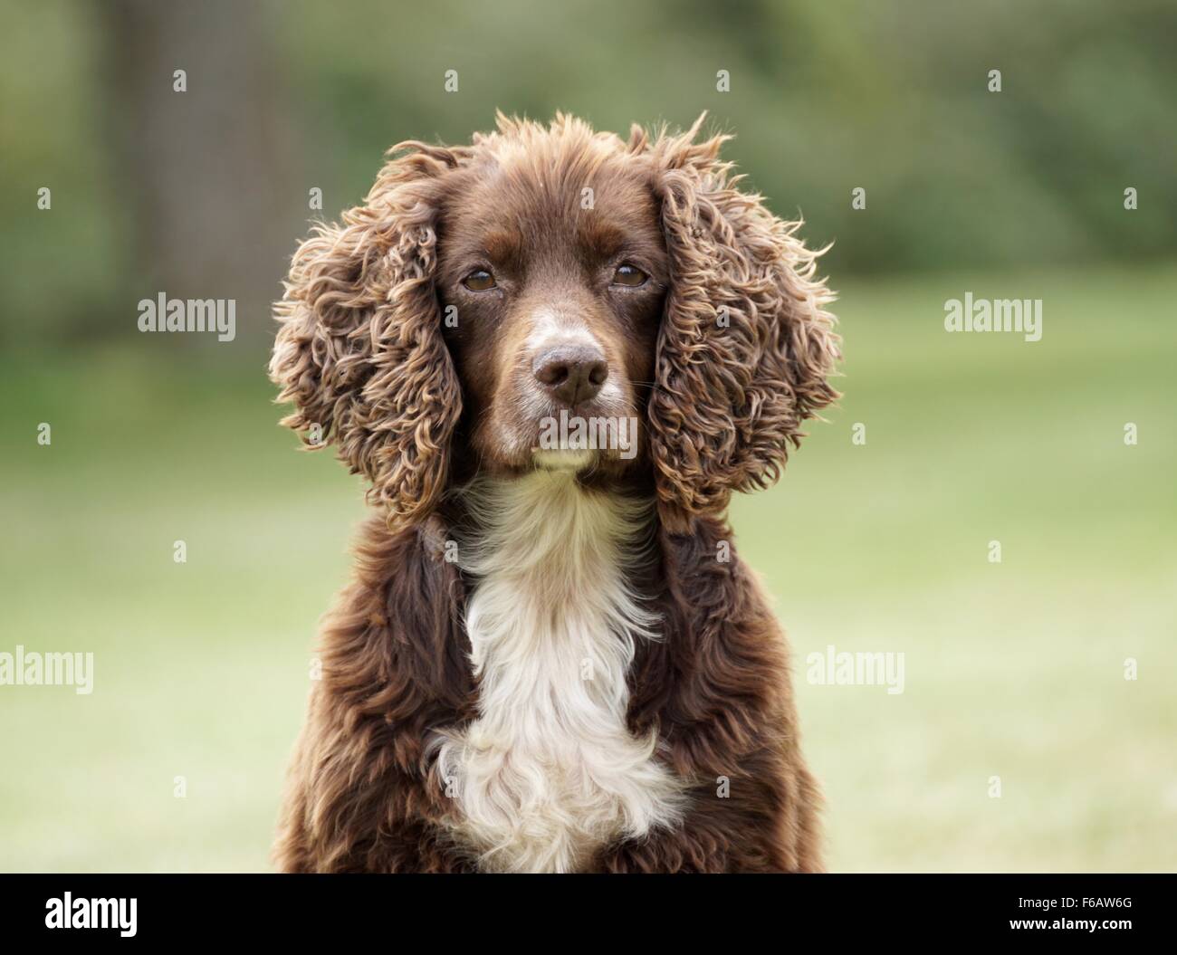 Liver white store cocker spaniel
