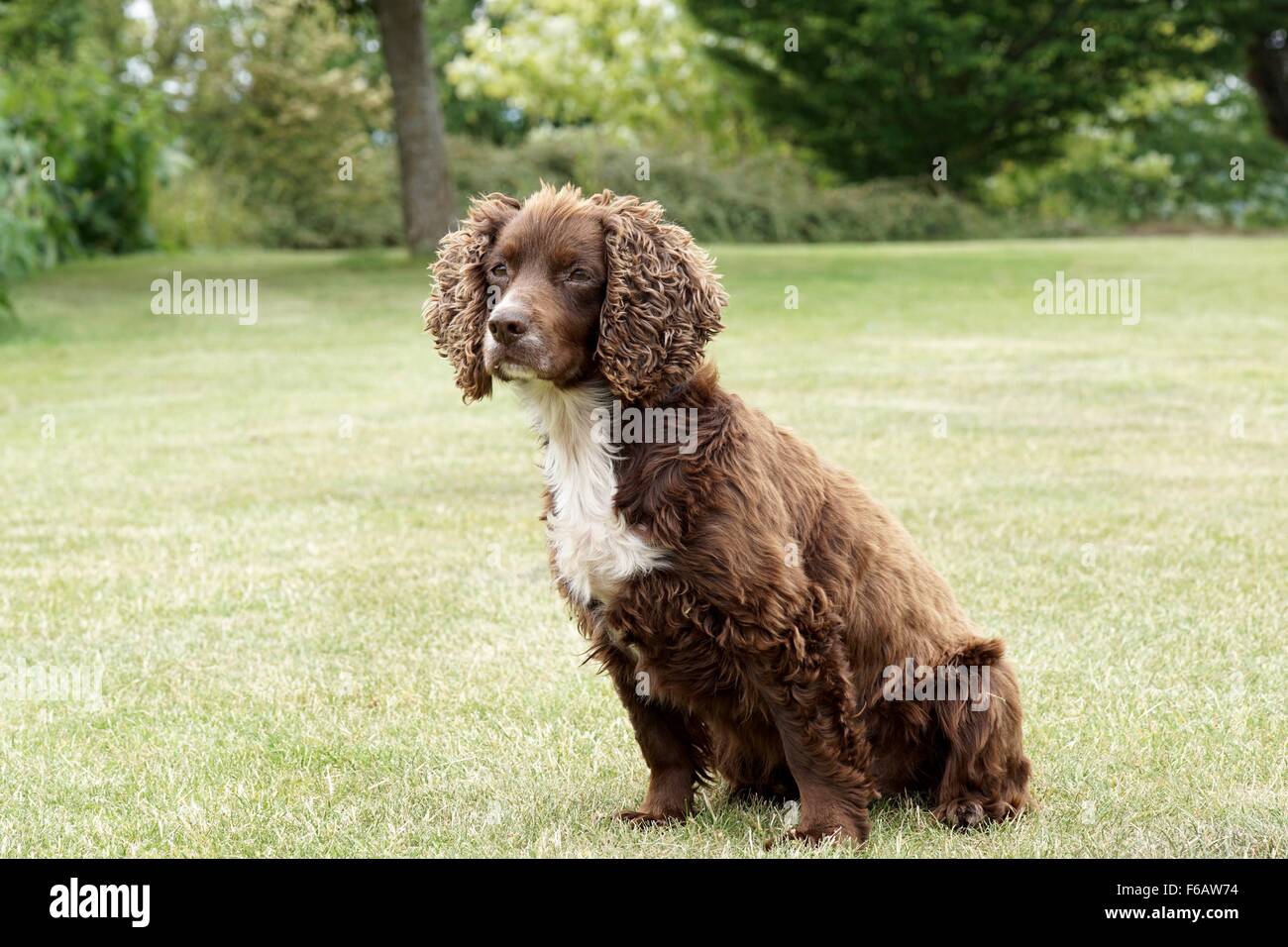 Liver and white Working Cocker Spaniel Stock Photo