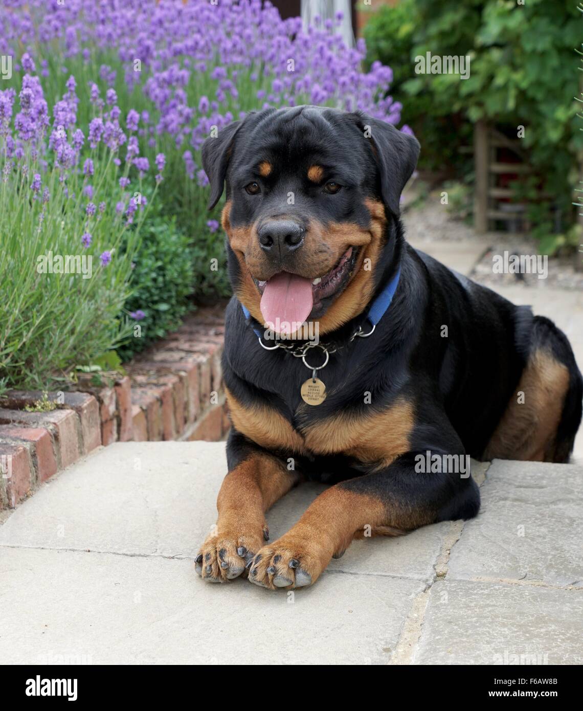 Rottweiler sitting by Lavender Stock Photo