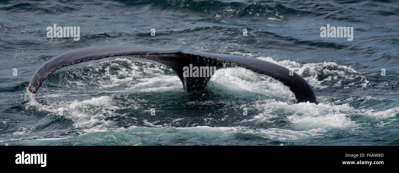 Fluke of a Humpback Whale in Cape Cod, USA Stock Photo