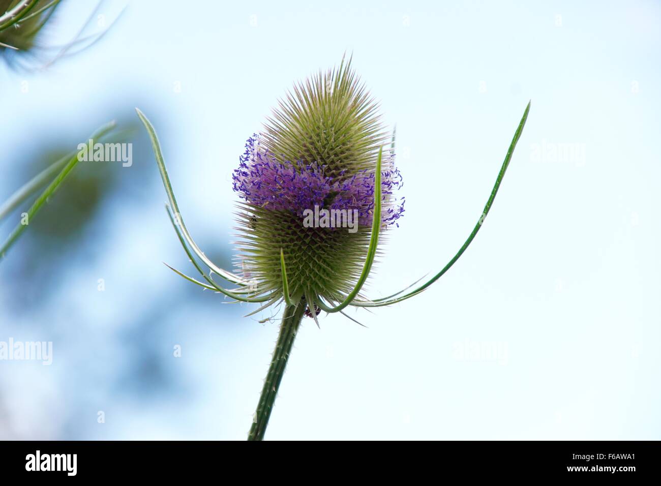 A summer belt of flowers of the Fuller's Teasel (Dipsacus fullonum). Photograph taken in Somerset Stock Photo