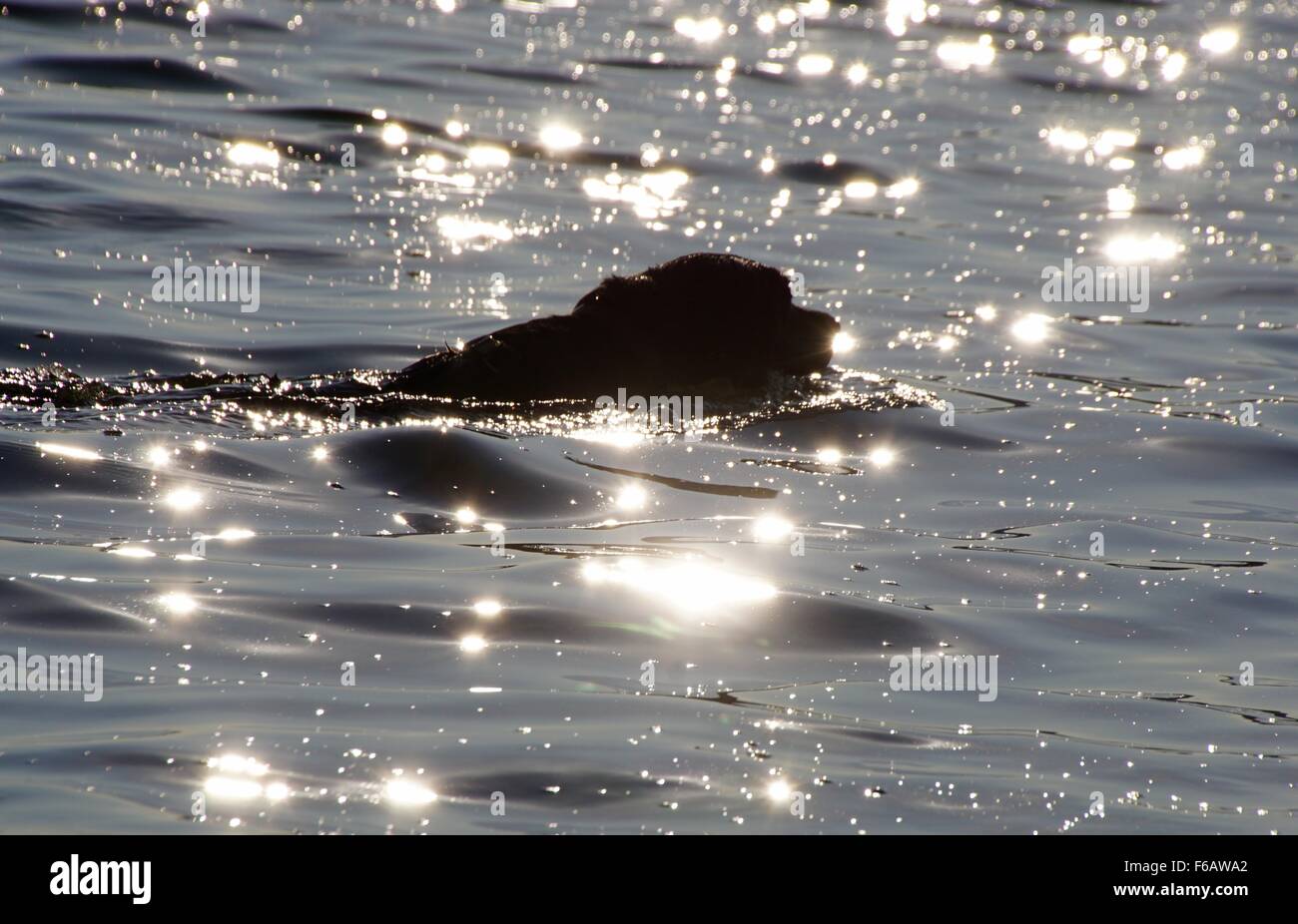 Black Labrador swimming in the sea at Budleigh Salterton with the sunshine sparkling on the water Stock Photo