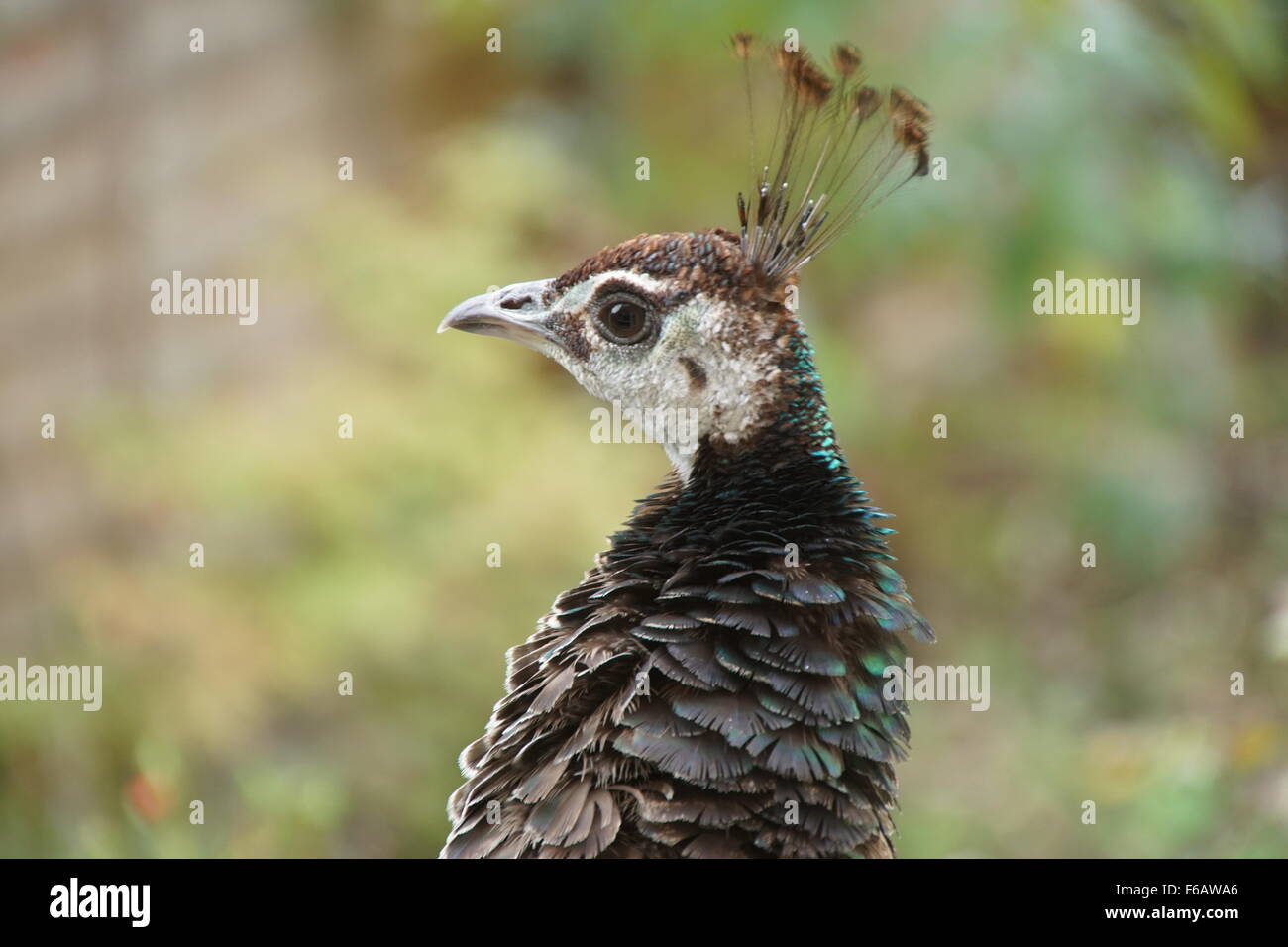 Head shot of an Indian/Blue Peahen Stock Photo