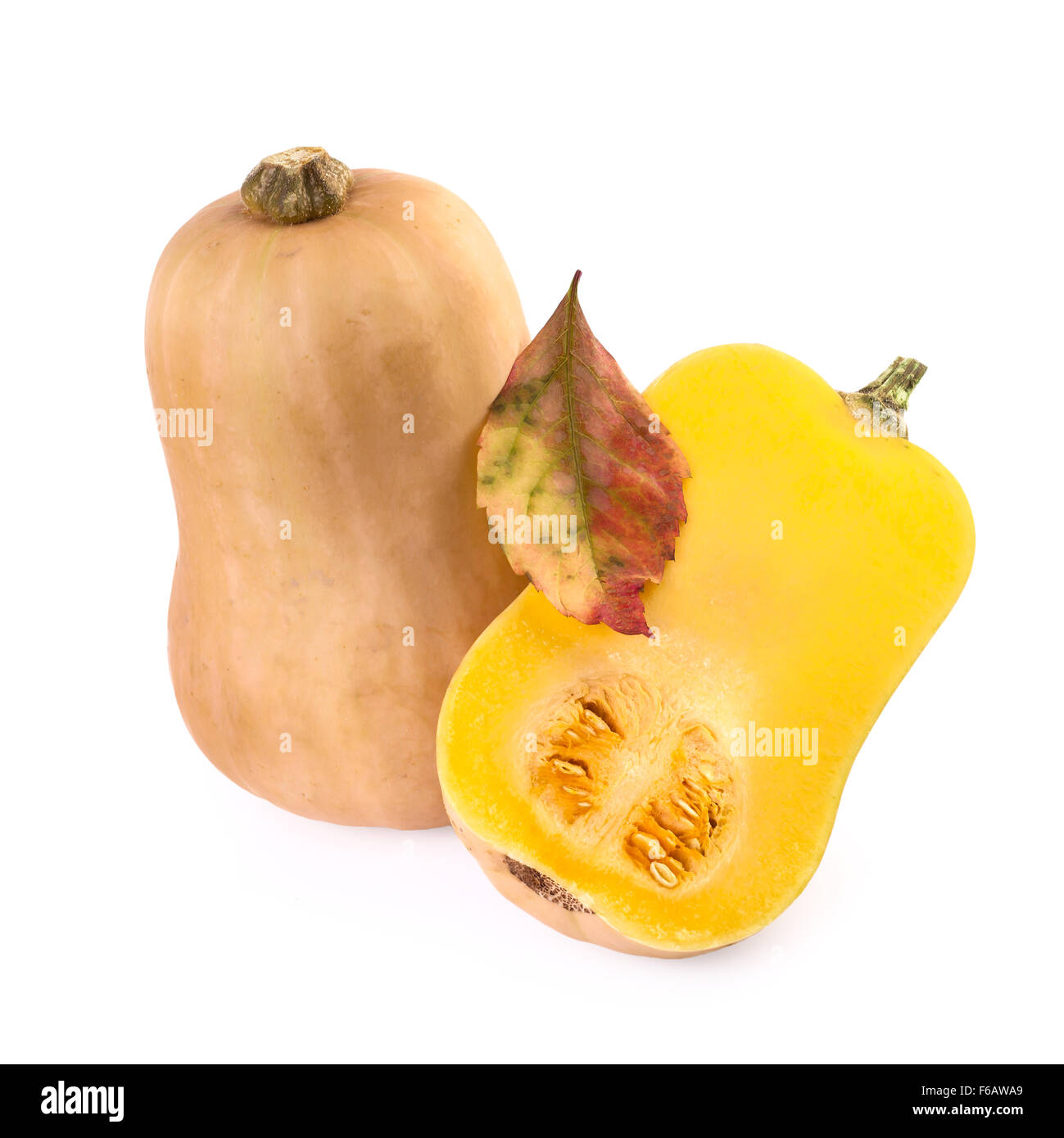 Butternut pumpkin isolated on white Stock Photo