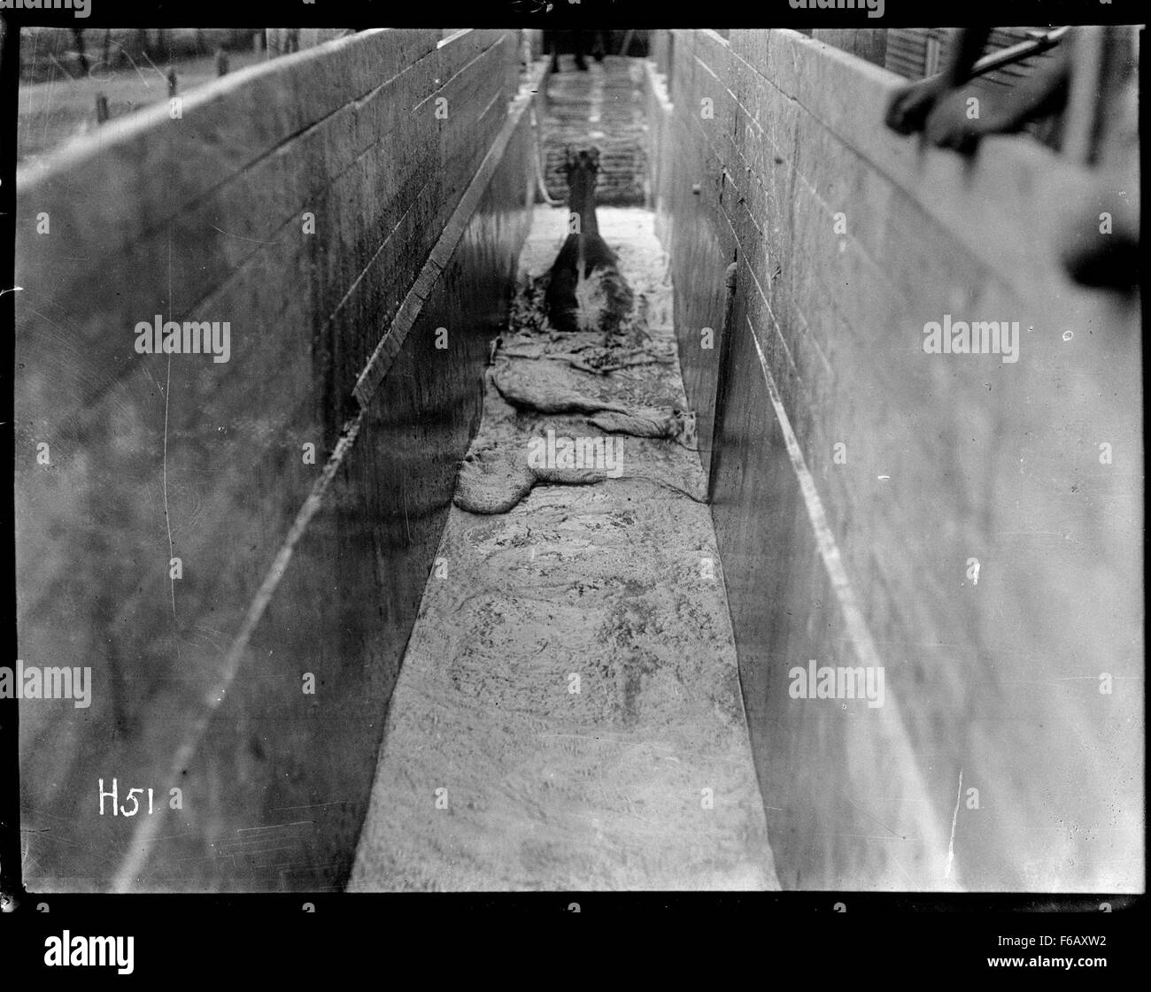 Horse dipping in the New Zealand Divisional area Stock Photo Alamy