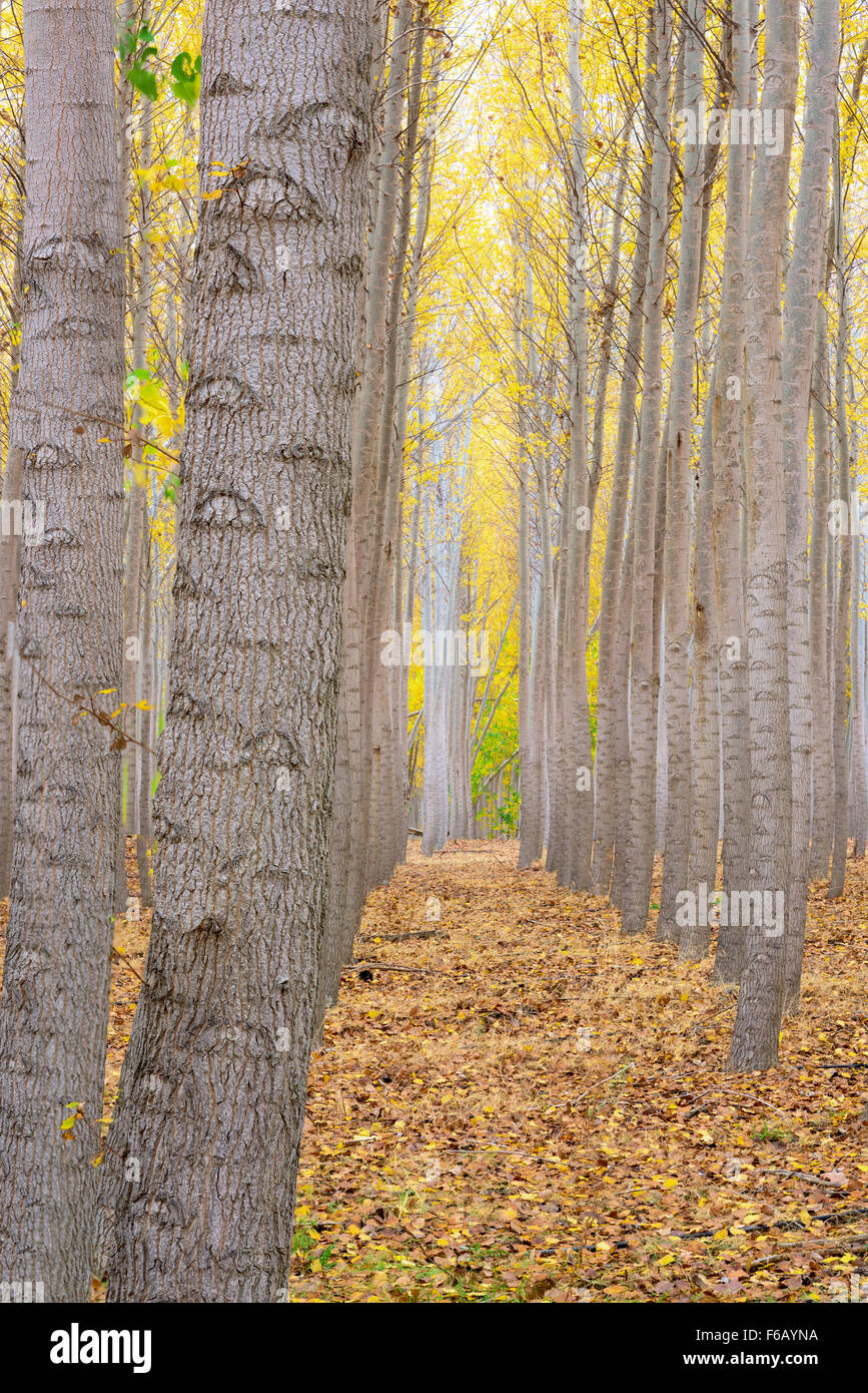 Rows of trees on a tree farm in Oregon Stock Photo