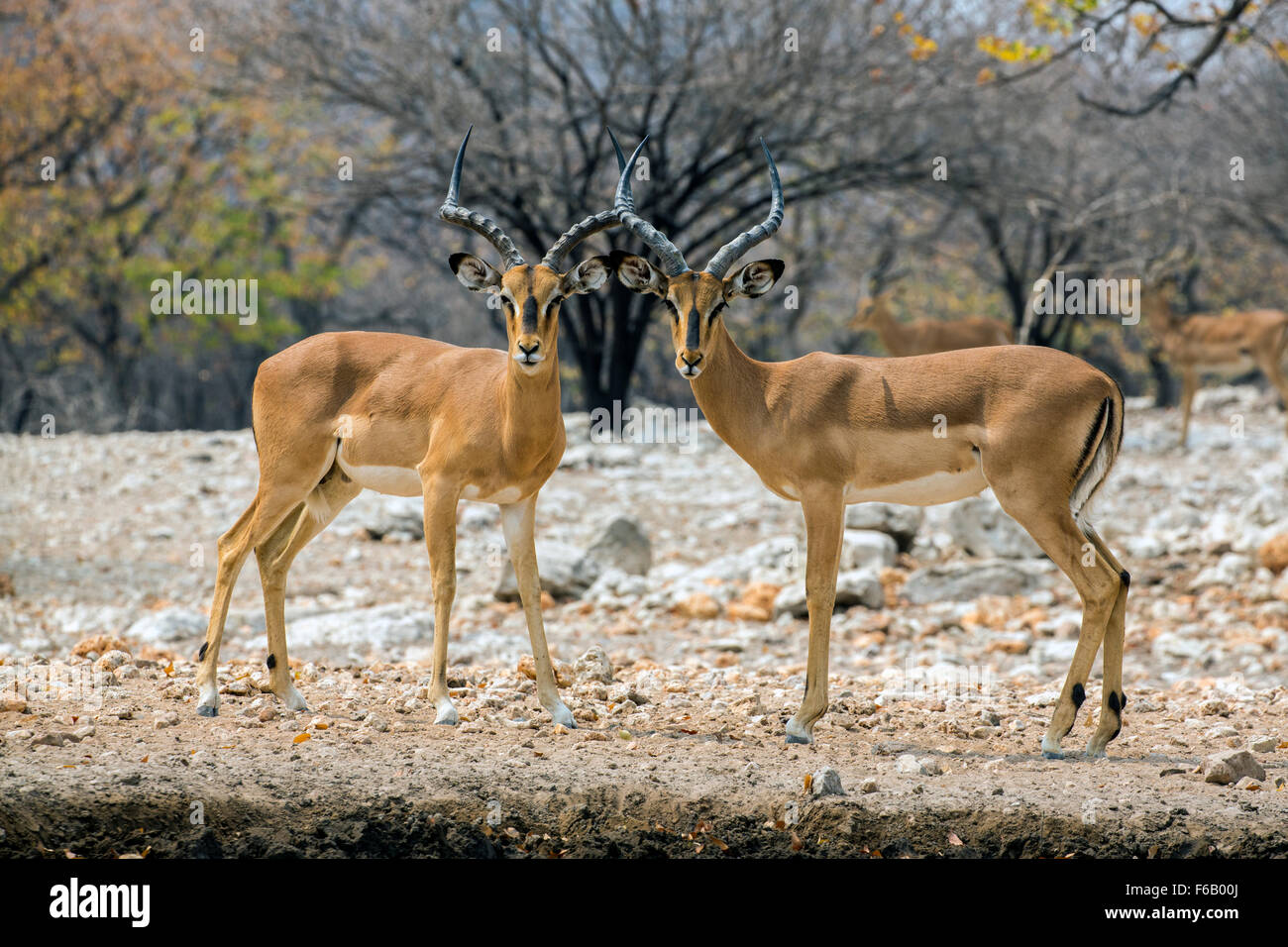 Black faced impala at waterhole, Etosha National Park, Namibia, Africa Stock Photo