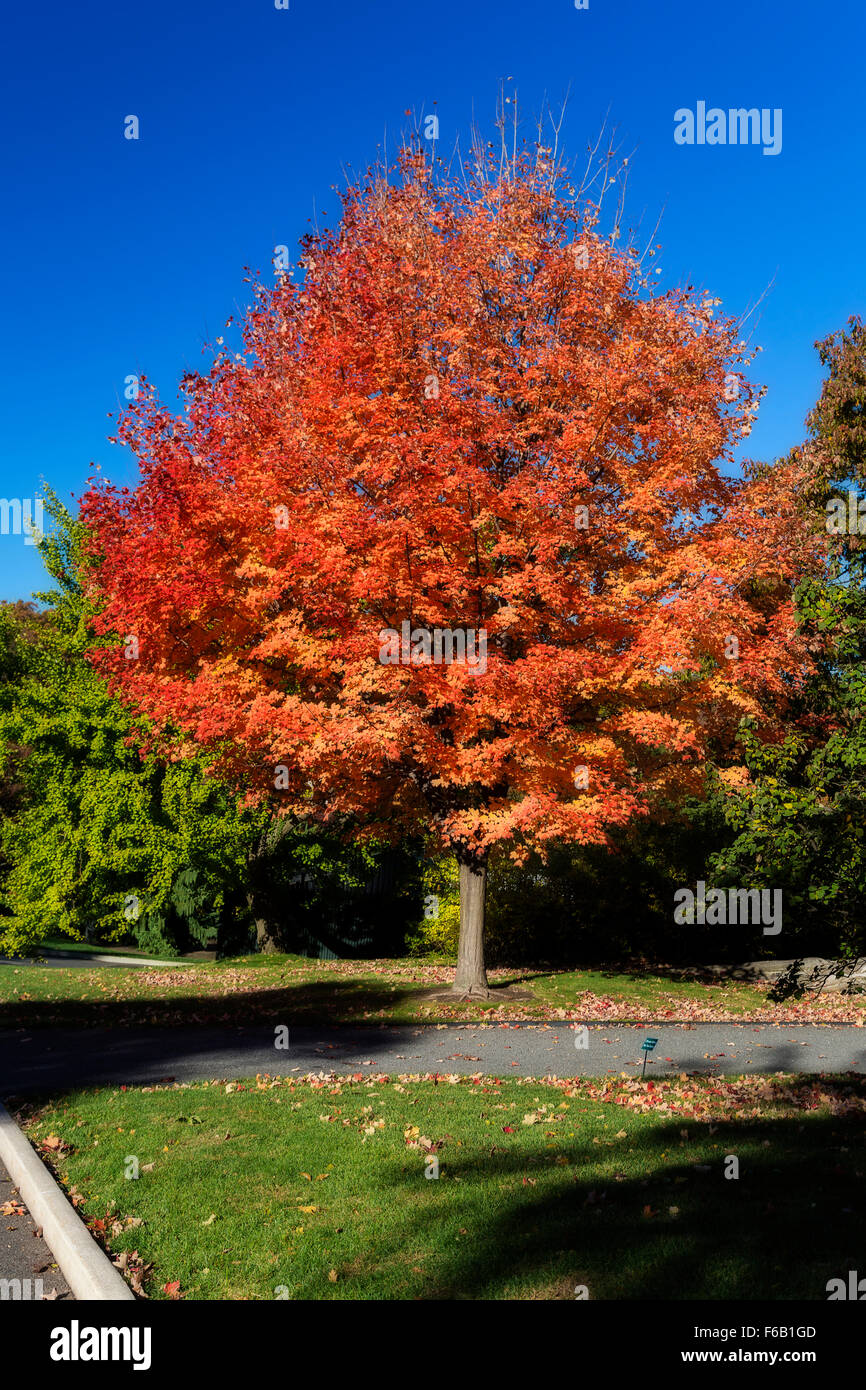 Isolated tree in autumn with red and orange foliage. Filter effect for  added drama Stock Photo - Alamy