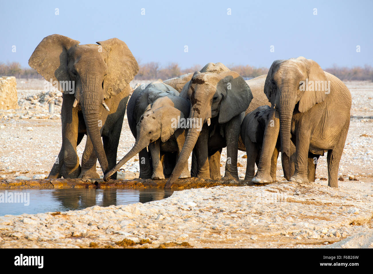 African savanna elephants at waterhole, Etosha National Park, Namibia, Africa Stock Photo