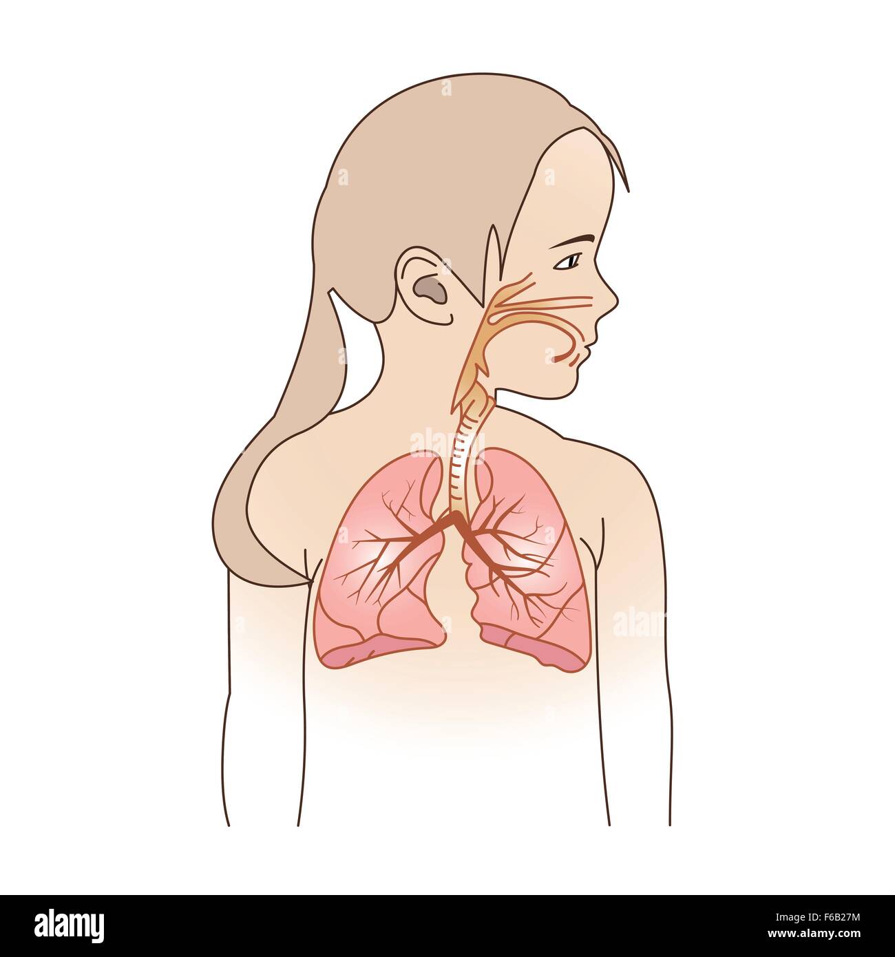 Анатомия дыхательных путей у детей