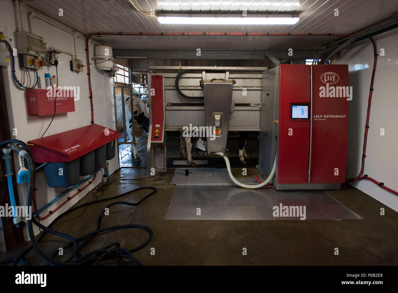 An automatic milking machine for cows at a dairy farm in Usk, South Wales. Also known as voluntary milking system. Stock Photo