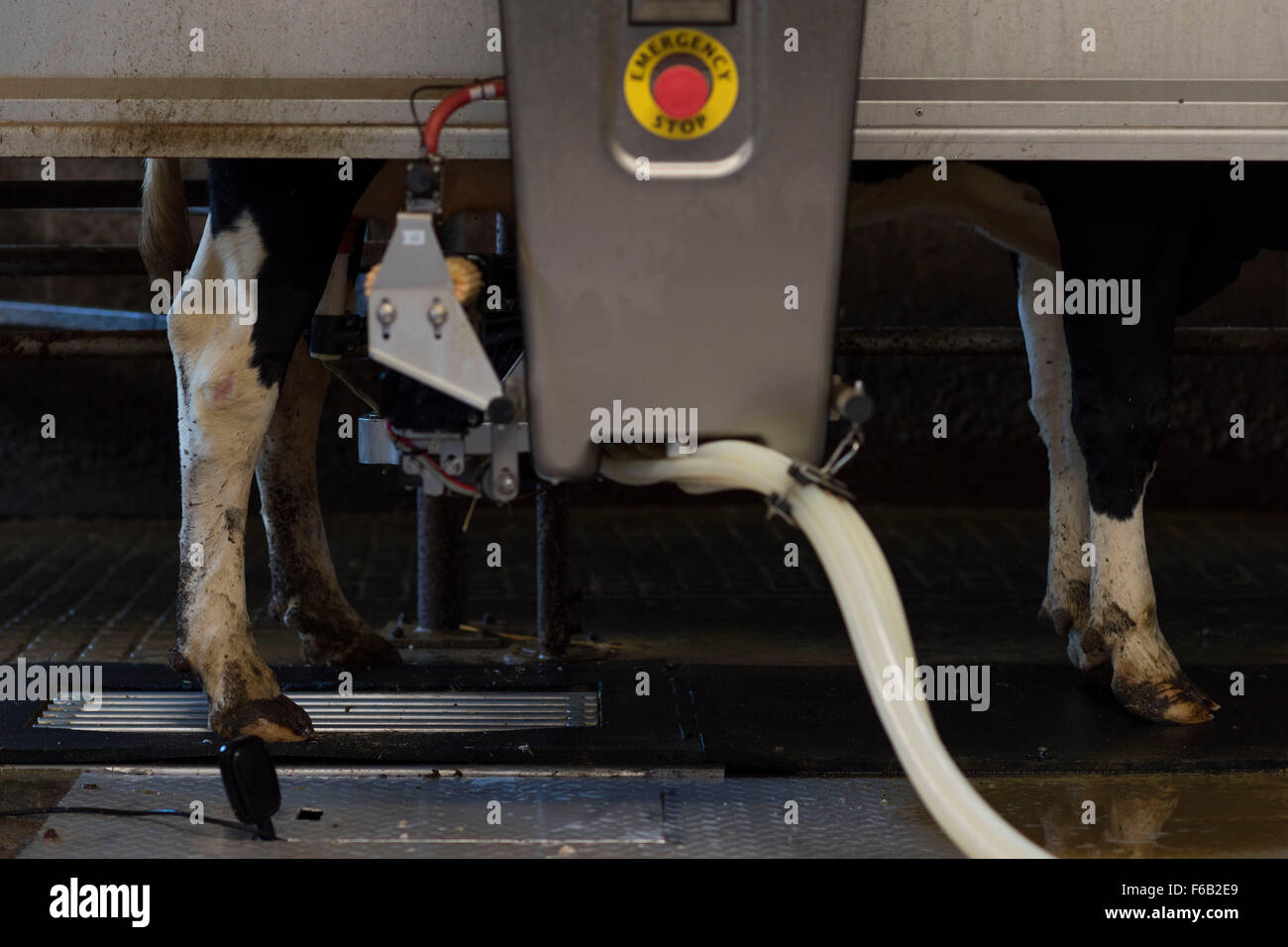 An automatic milking machine for cows at a dairy farm in Usk, South Wales. Also known as voluntary milking system. Stock Photo