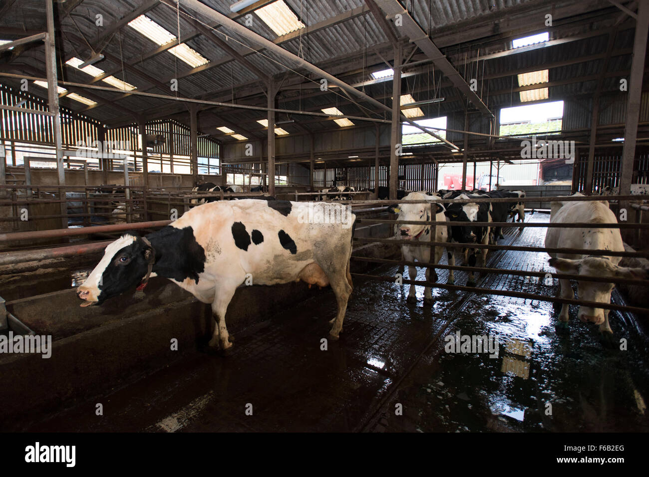 Dairy cows waiting to be milked for milk at a dairy farm in South Wales. Stock Photo