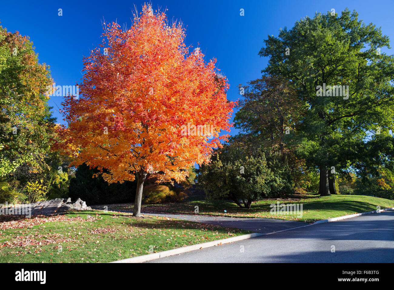 Falling orange tree hi-res stock photography and images - Alamy