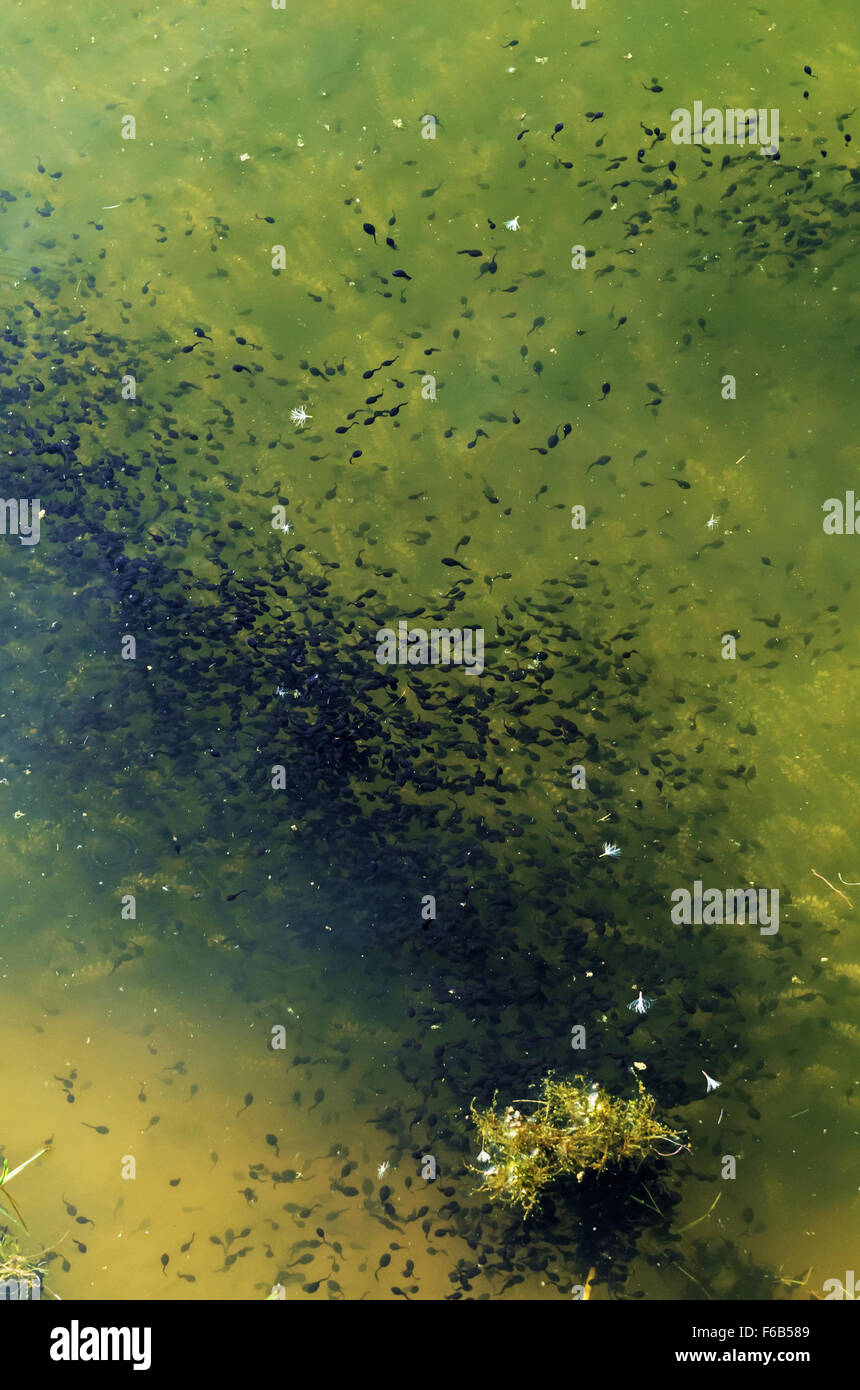 Spring.Shoal of tadpoles in a pond. Stock Photo