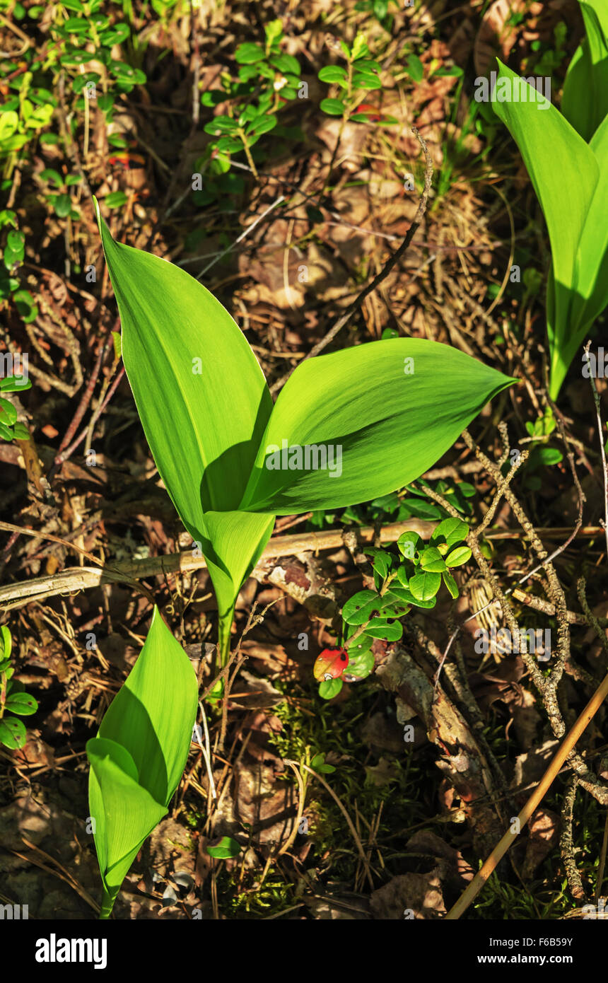 Variegated lily of the valley hi-res stock photography and images - Alamy