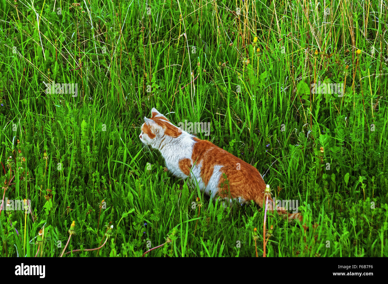 Cat walk on grass meadow Stock Photo Alamy