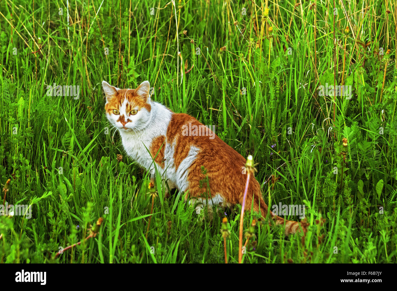 Cat walk on grass meadow Stock Photo Alamy
