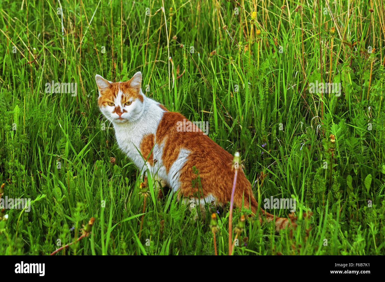 Cat walk on grass meadow Stock Photo Alamy