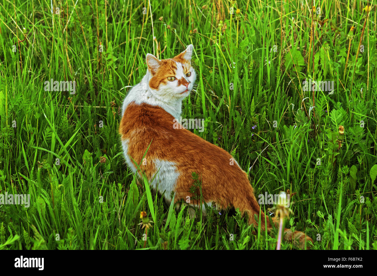 Cat walk on grass meadow Stock Photo Alamy
