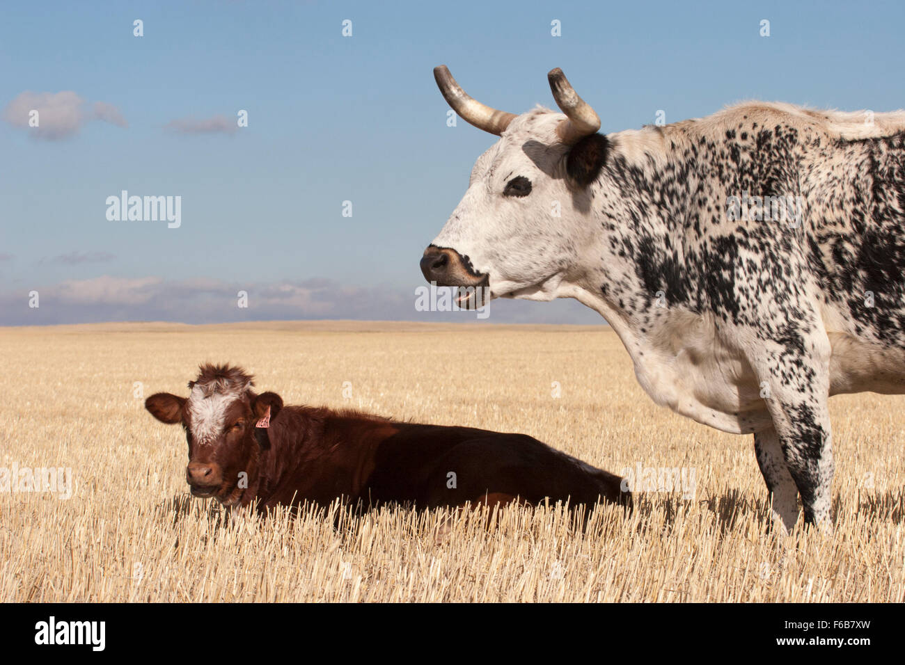 Former rodeo cow watches over her calf. The female calf has an ear tag with name "Reba Stock
