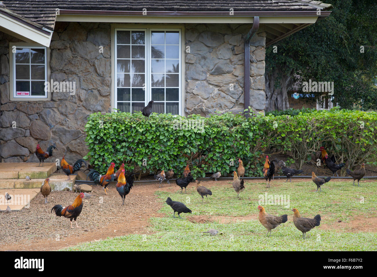 Feral Chickens Kauai Hi Res Stock Photography And Images Alamy