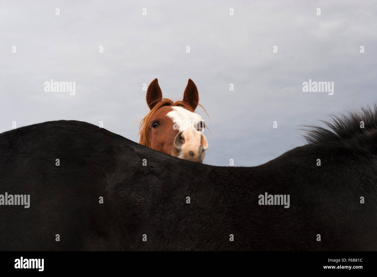 Chestnut horse resting head on black horse's back. Stock Photo