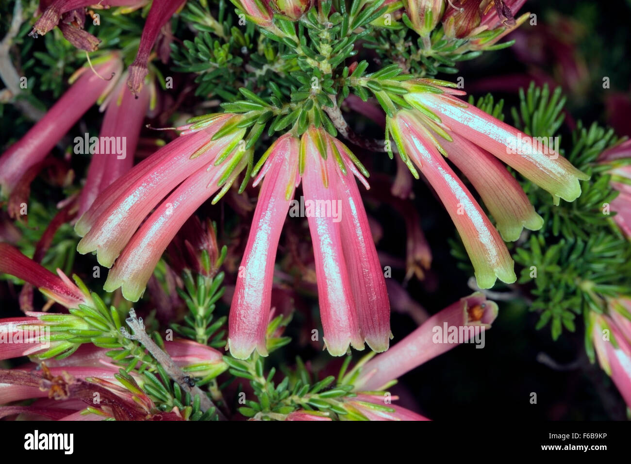 Close-up of  Bicolored / Bicoloured/ Bi-coloured Heath flowers- Erica discolor - Family Ericaceae Stock Photo