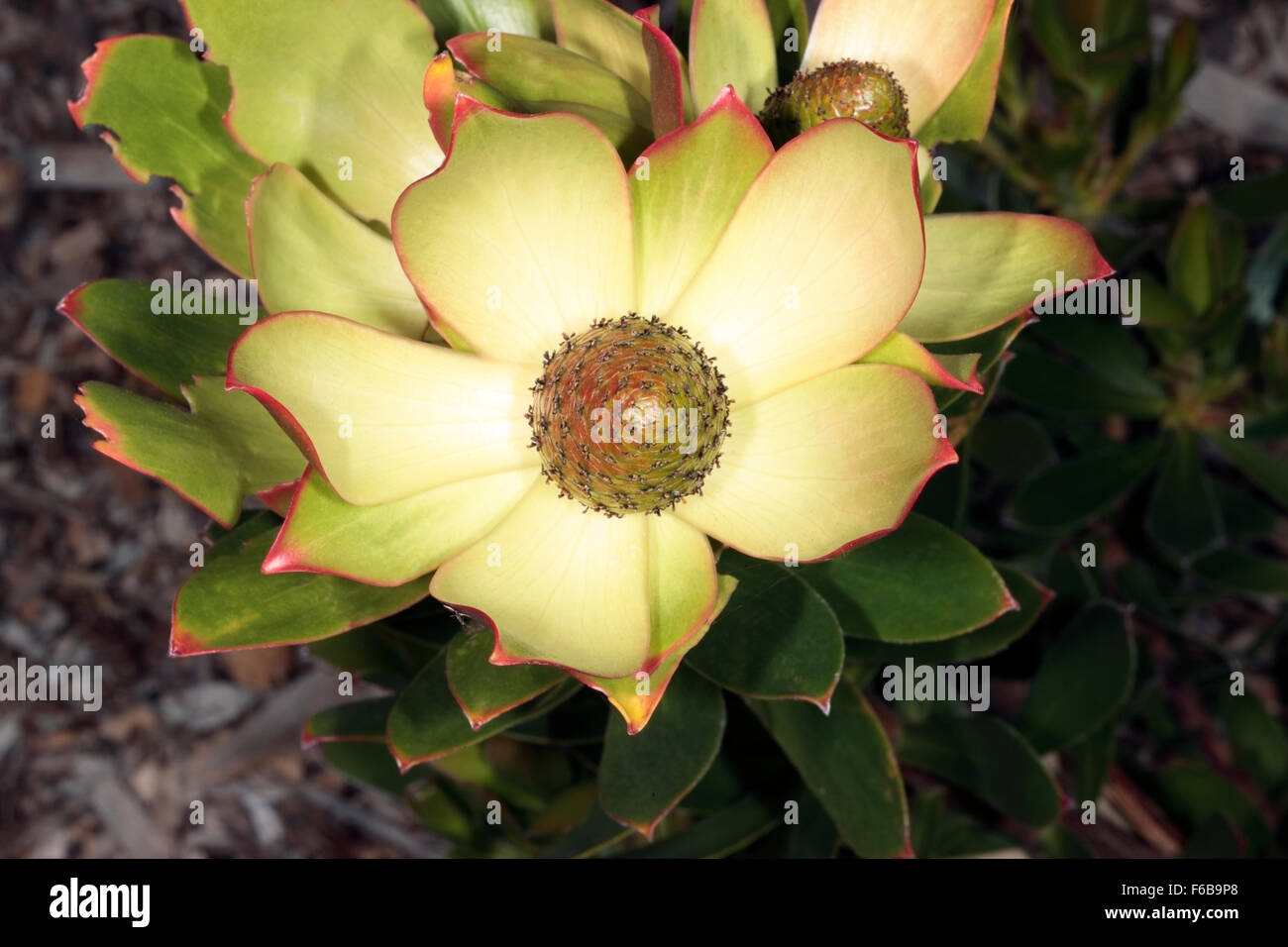 Close-up of Male Oilbract Conebush - Leucadendron microcephalum - Family Proteaceae Stock Photo
