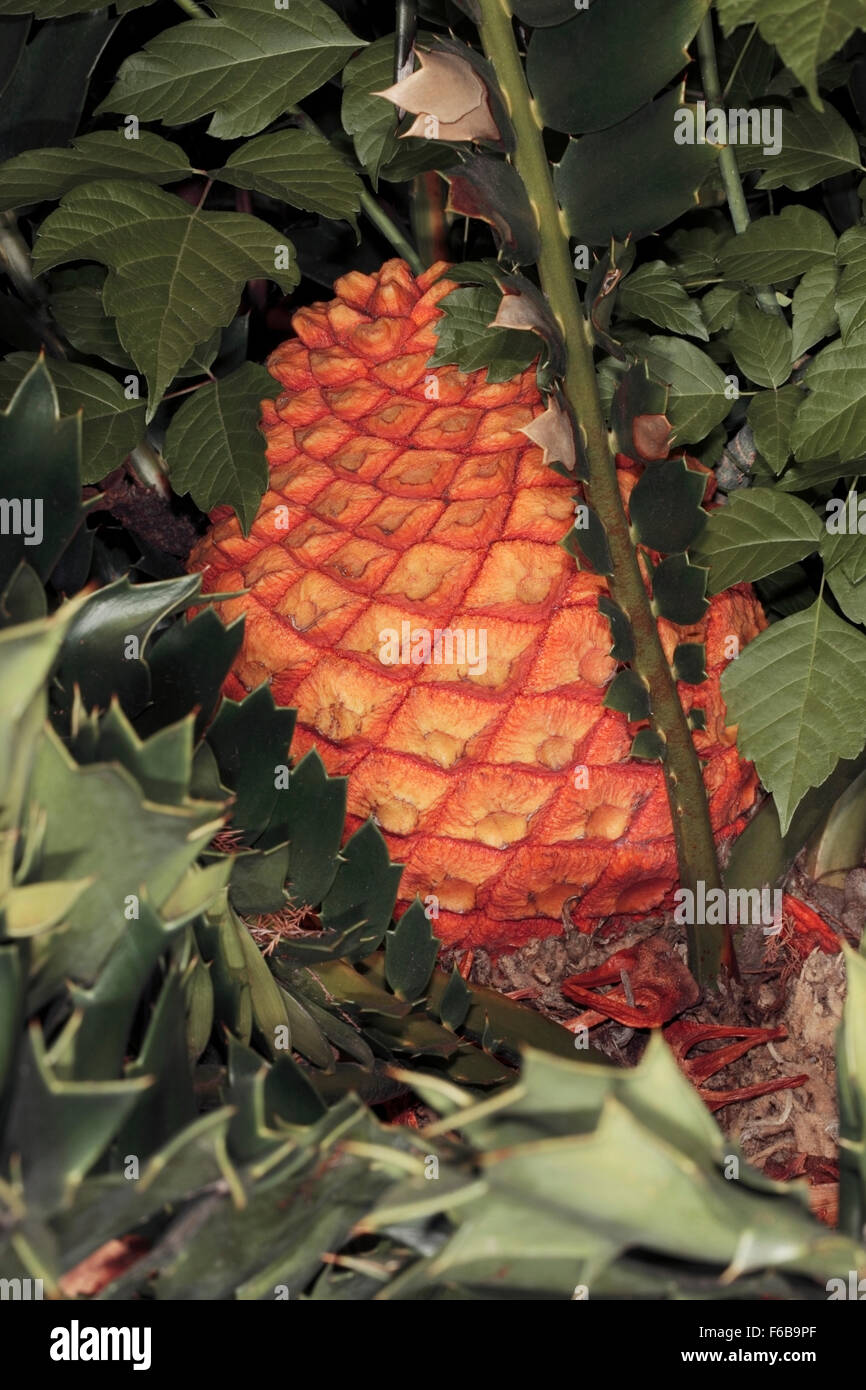 Close-up the Cycad, Bread Tree/ Bread Palm/ Kaffir Bread female cones - Encephalartos - Family Zamiaceae Stock Photo