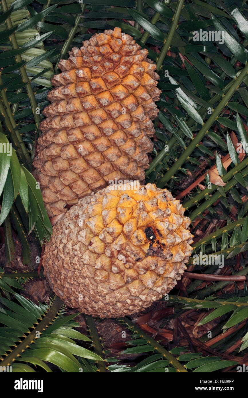 Close-up the Cycad, Bread Tree/ Bread Palm/ Kaffir Bread male cones - Encephalartos - Family Zamiaceae Stock Photo