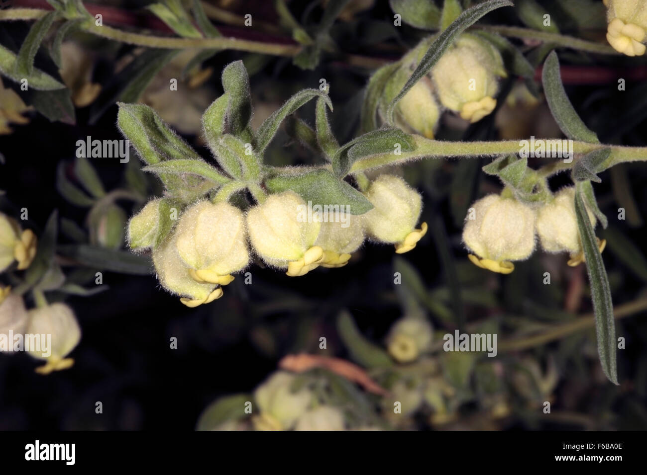 Close-up of fEight-day Healing Bush / Pokkiesblom / Agtdaegeneesbossie- Hermannia hyssopifolia - Family Malvaceae Stock Photo