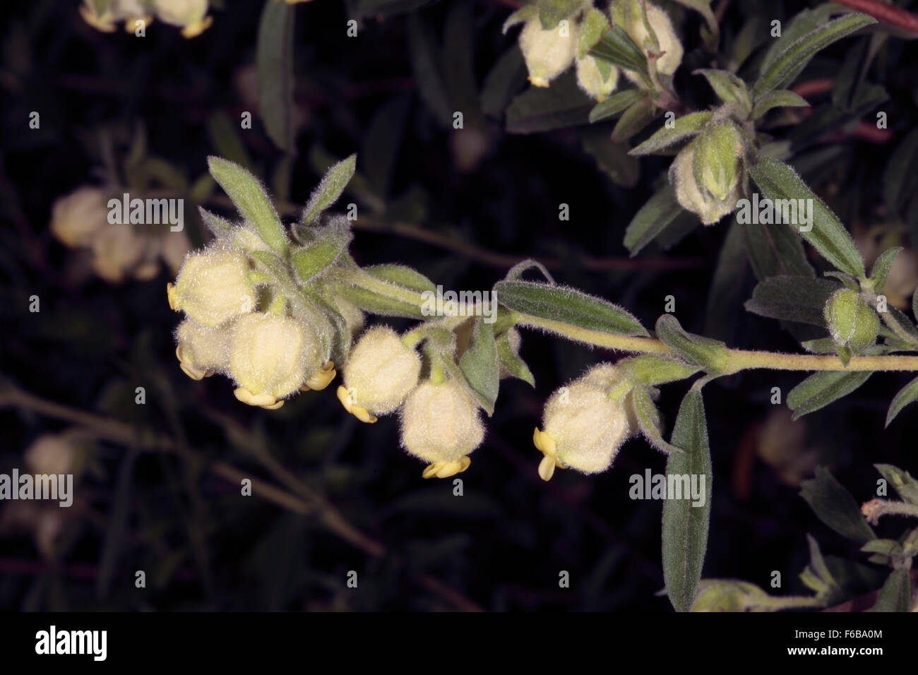 Close-up of fEight-day Healing Bush / Pokkiesblom / Agtdaegeneesbossie- Hermannia hyssopifolia - Family Malvaceae Stock Photo