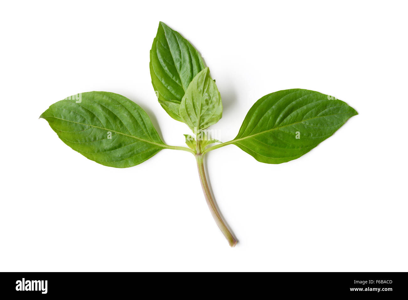 basil leaf isolated on white Stock Photo Alamy