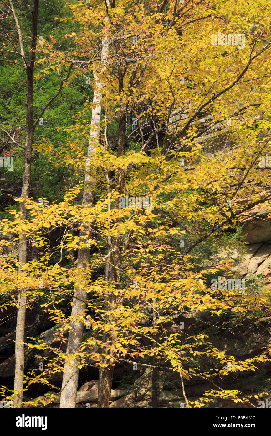 Ohio state tree hires stock photography and images Alamy