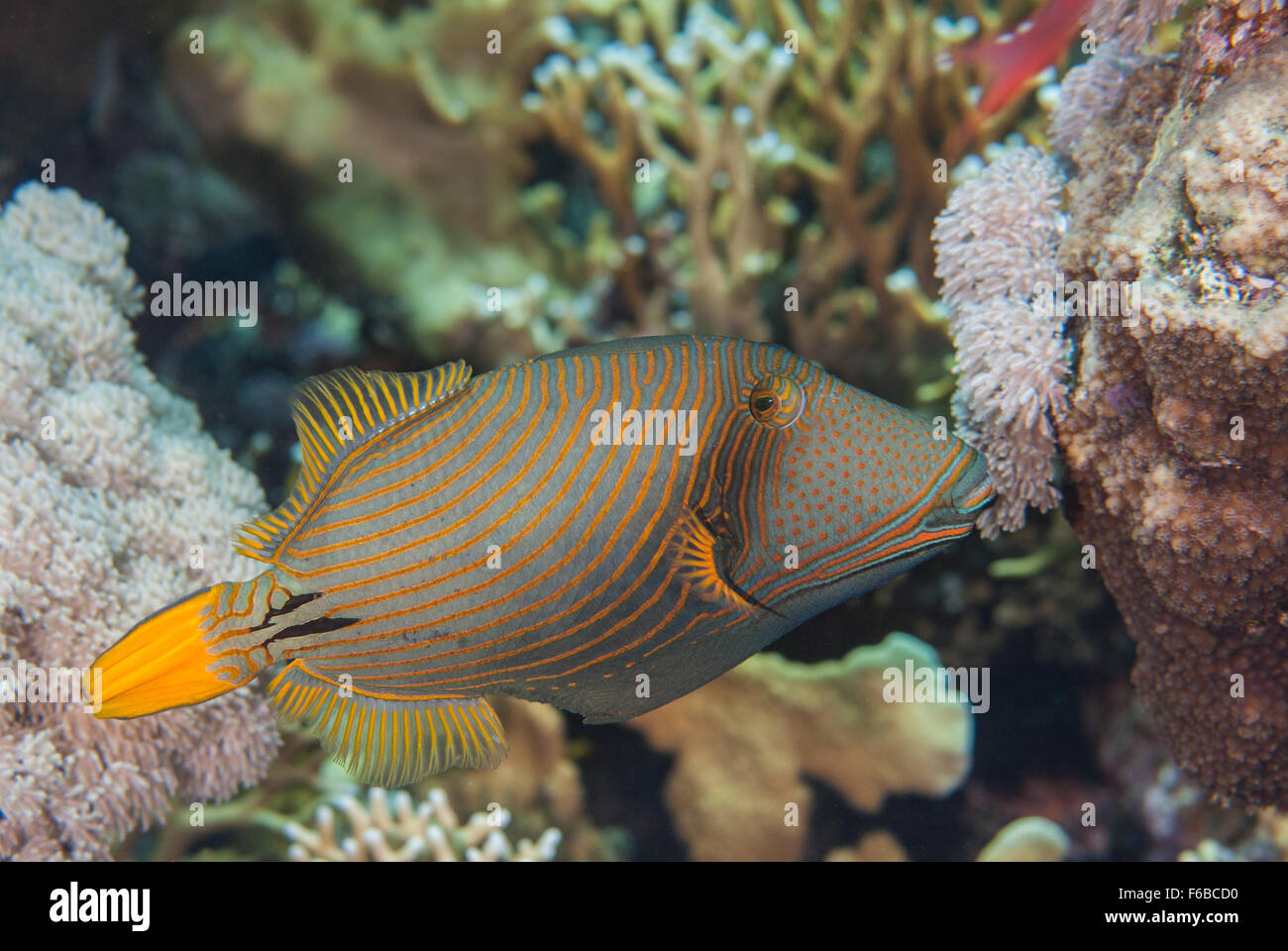 Orange-striped triggerfish, Balistapus undulatus, Balistidae, Sharm el- Sheikh, Red Sea, Egypt Stock Photo