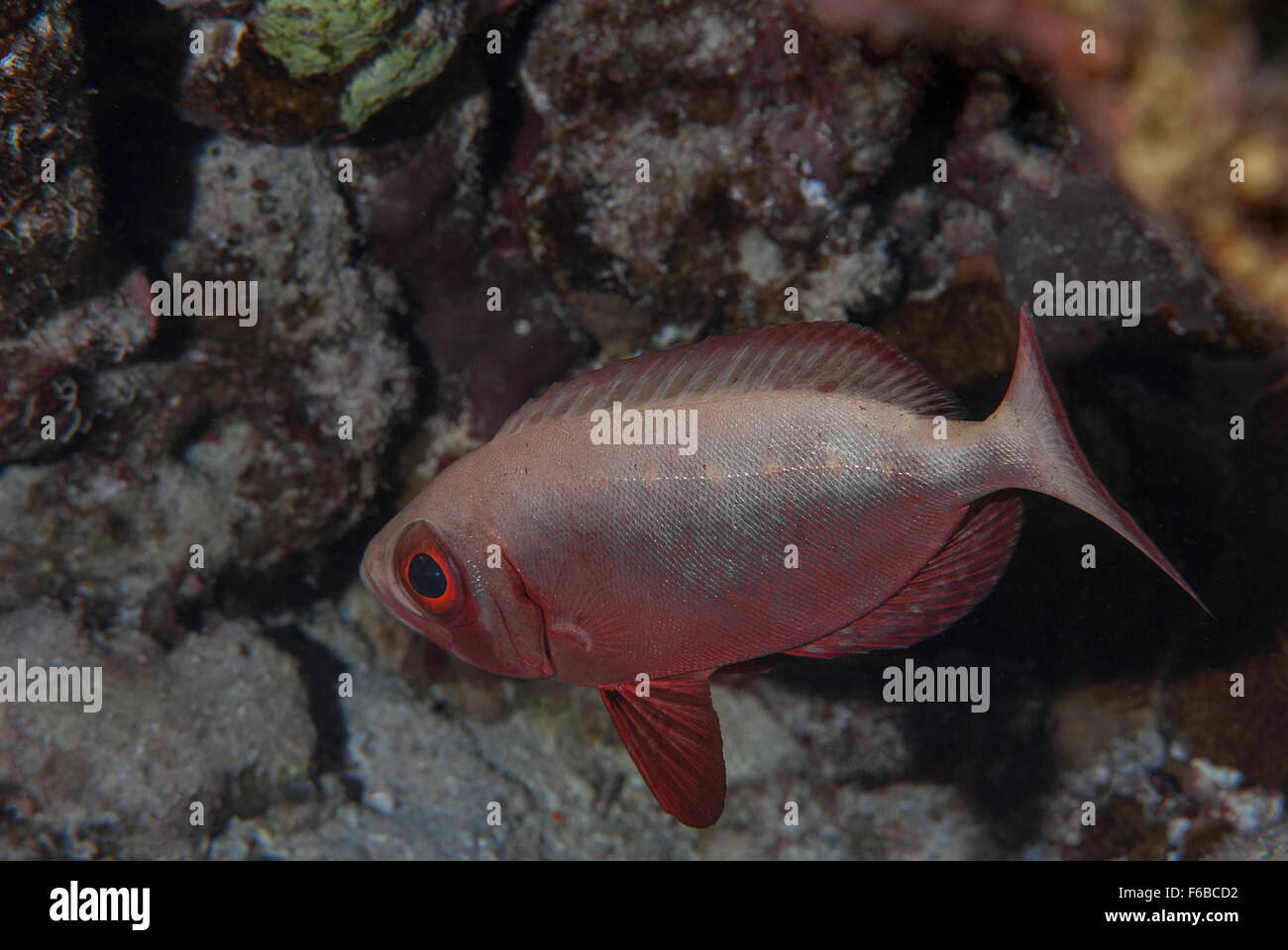 Big Eye Fish (Priacanthus hamrur), Priacanthidae, Sharm el Sheikh, Red Sea, Egypt Stock Photo