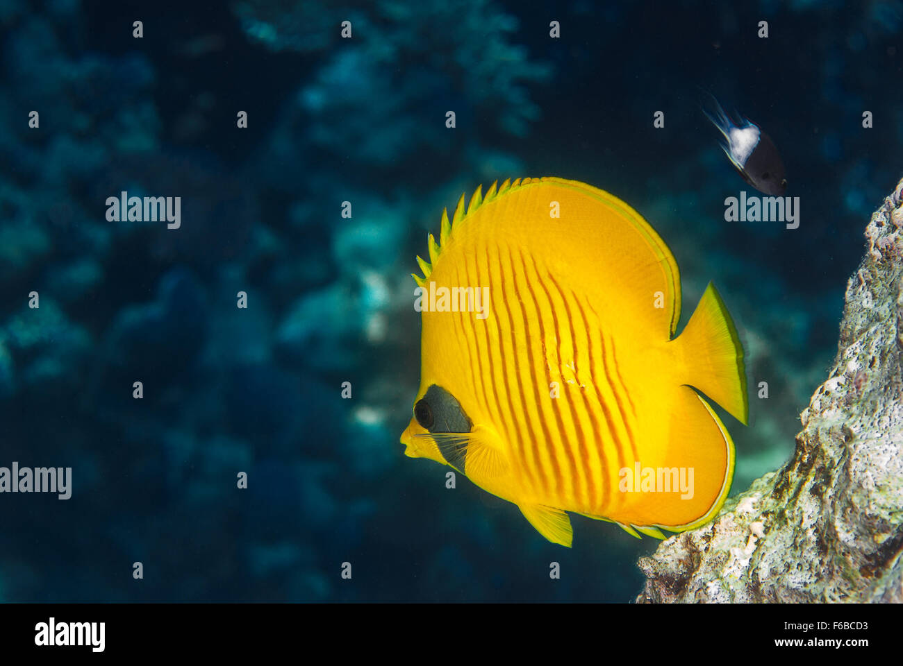 Bluecheek butterflyfish Chaetodon semilarvatus, Chaetodontidae, Sharm el Sheikh, Red Sea, Egypt Stock Photo