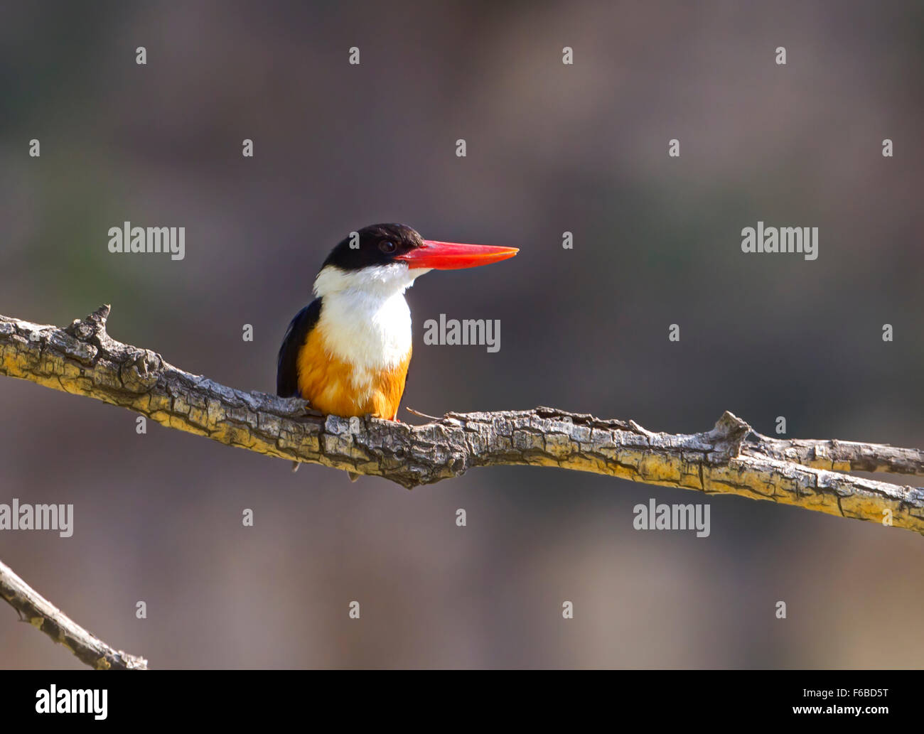 Black-capped Kingfisher (Halcyon pileata) Stock Photo