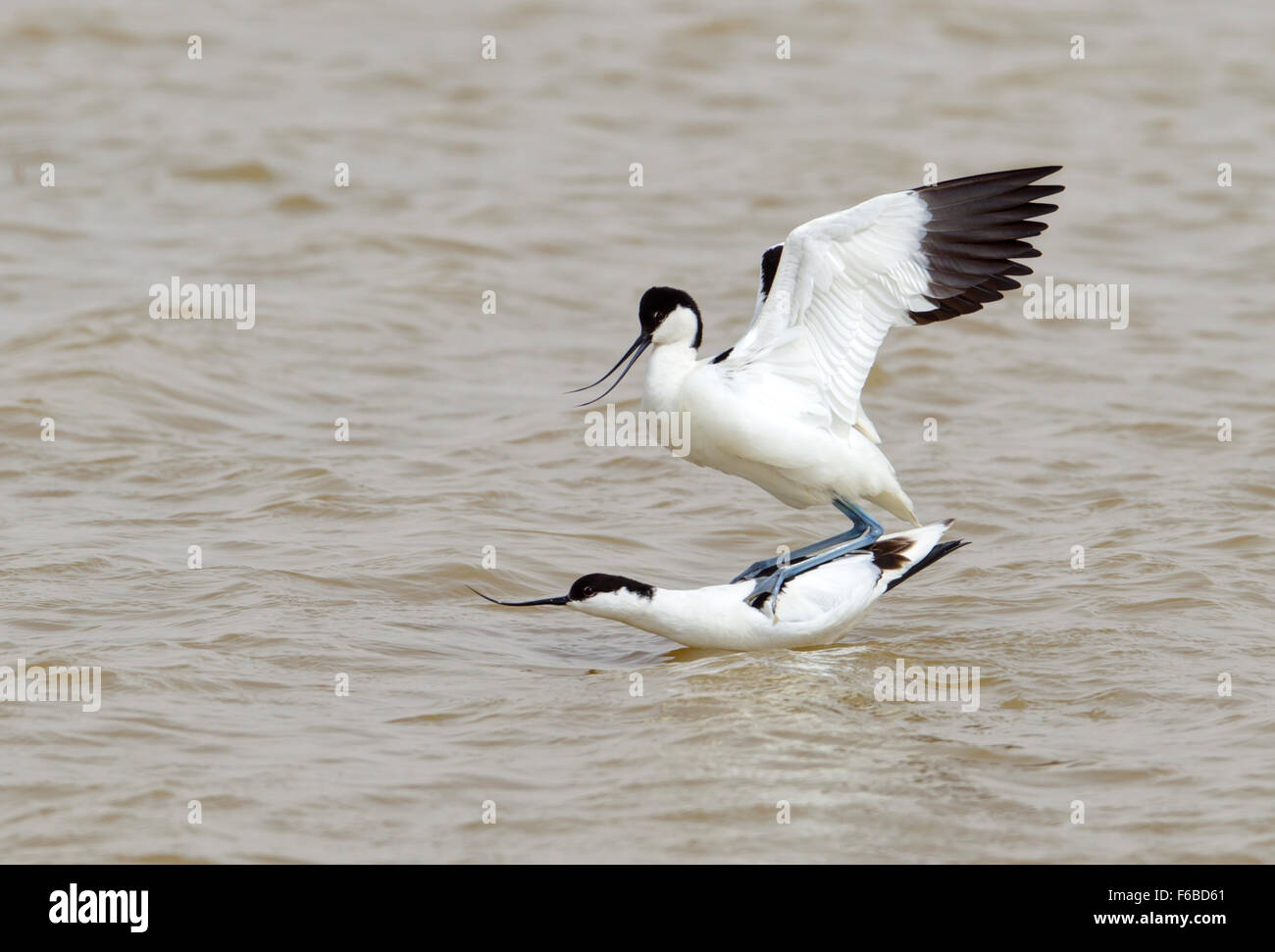 Two mating Avocets on water Stock Photo