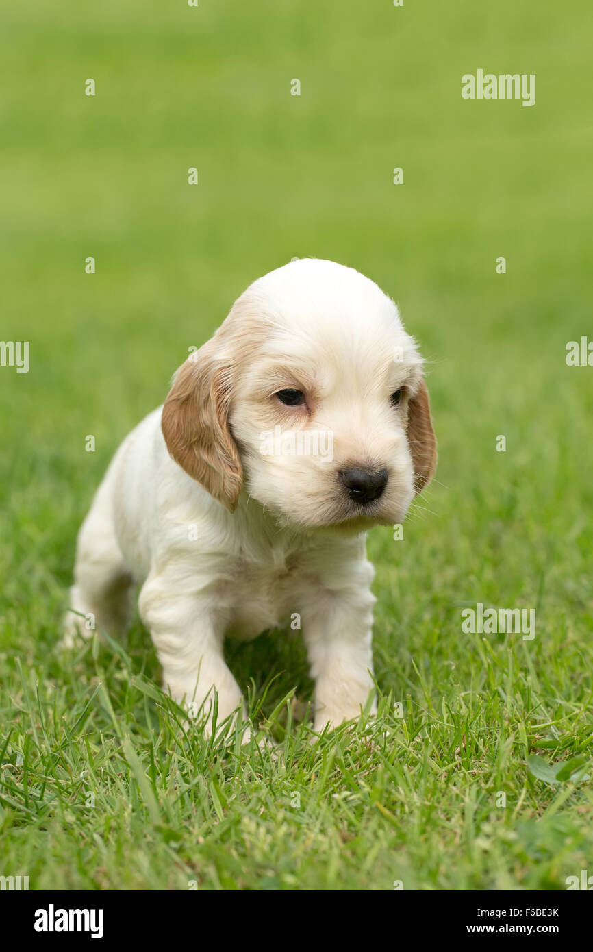 Looking English Cocker Spaniel puppy, 24 days old outdoor on green grass Stock Photo