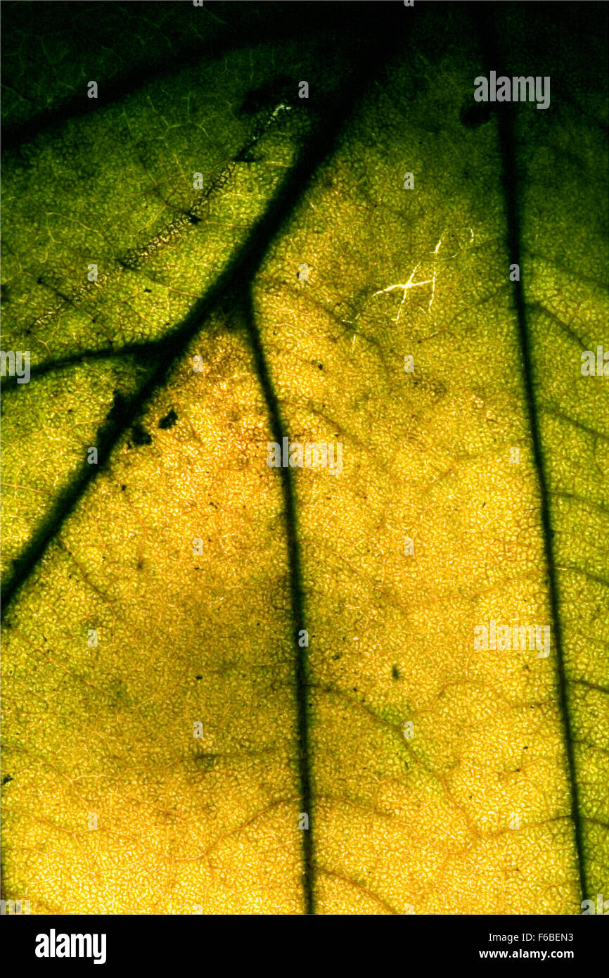 abstract macro close up of a green leaf and his veins in the light ...