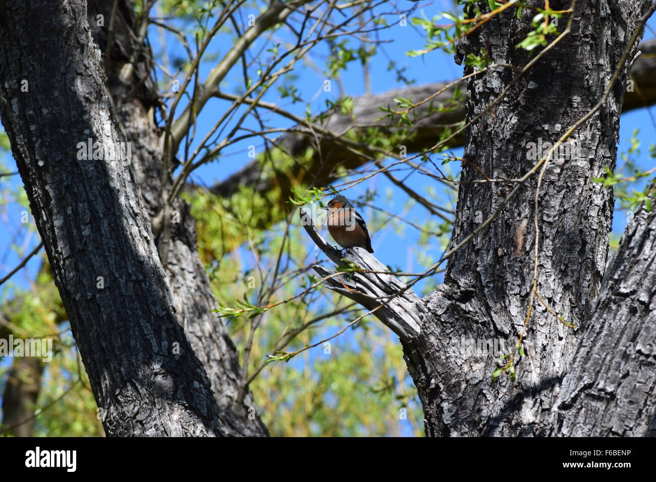 small bird in a tree at Lake Pearson, New Zealand Stock Photo