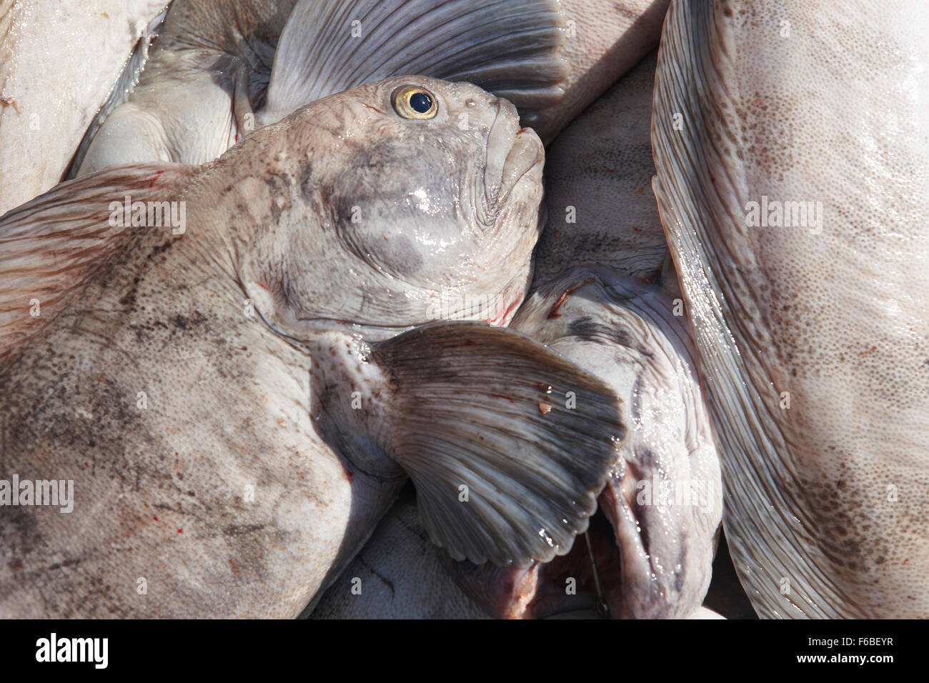 Atlantic catfish hires stock photography and images Alamy