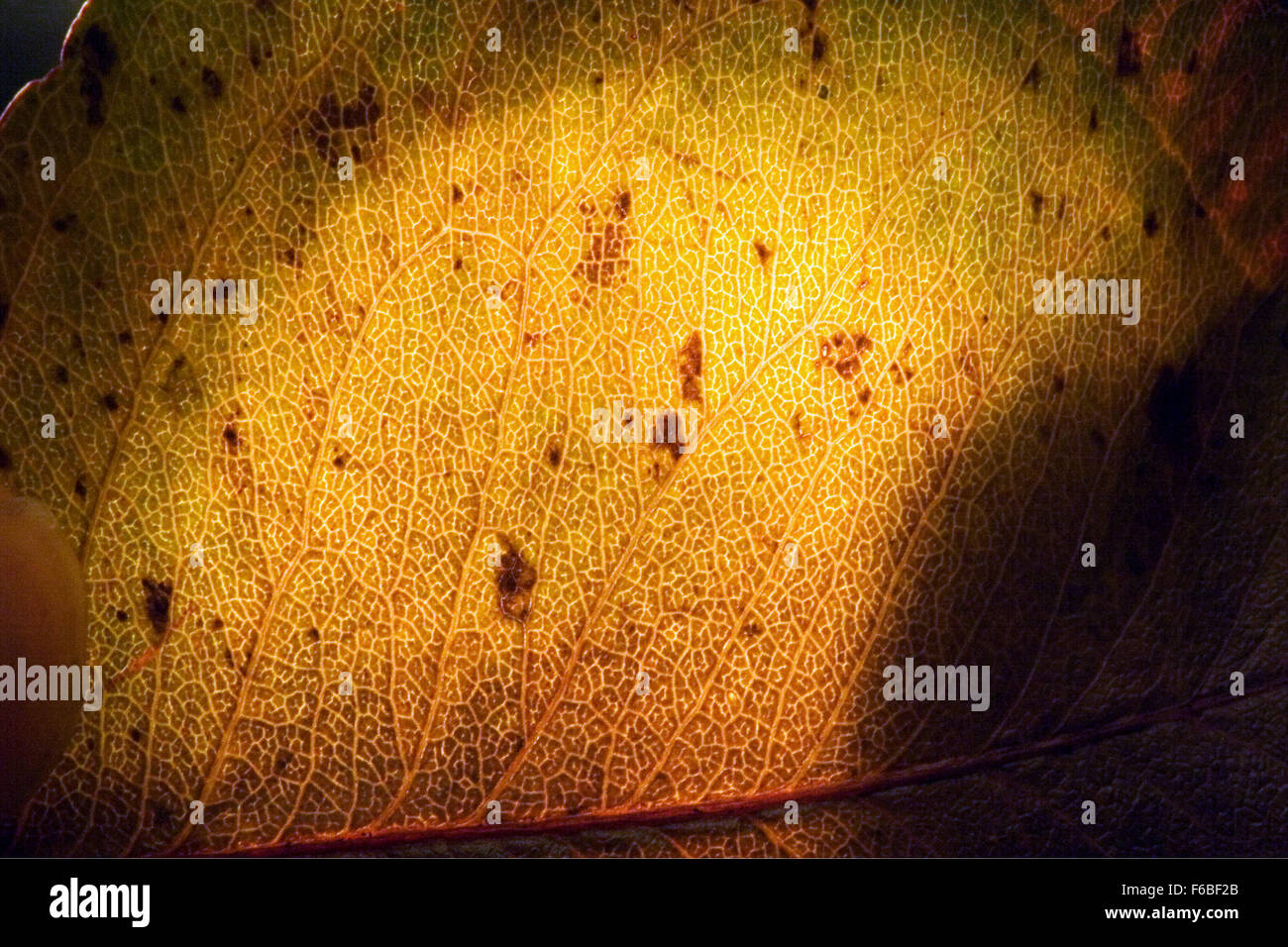 macro close up abstract of a green yellow leaf and his veins in the ...