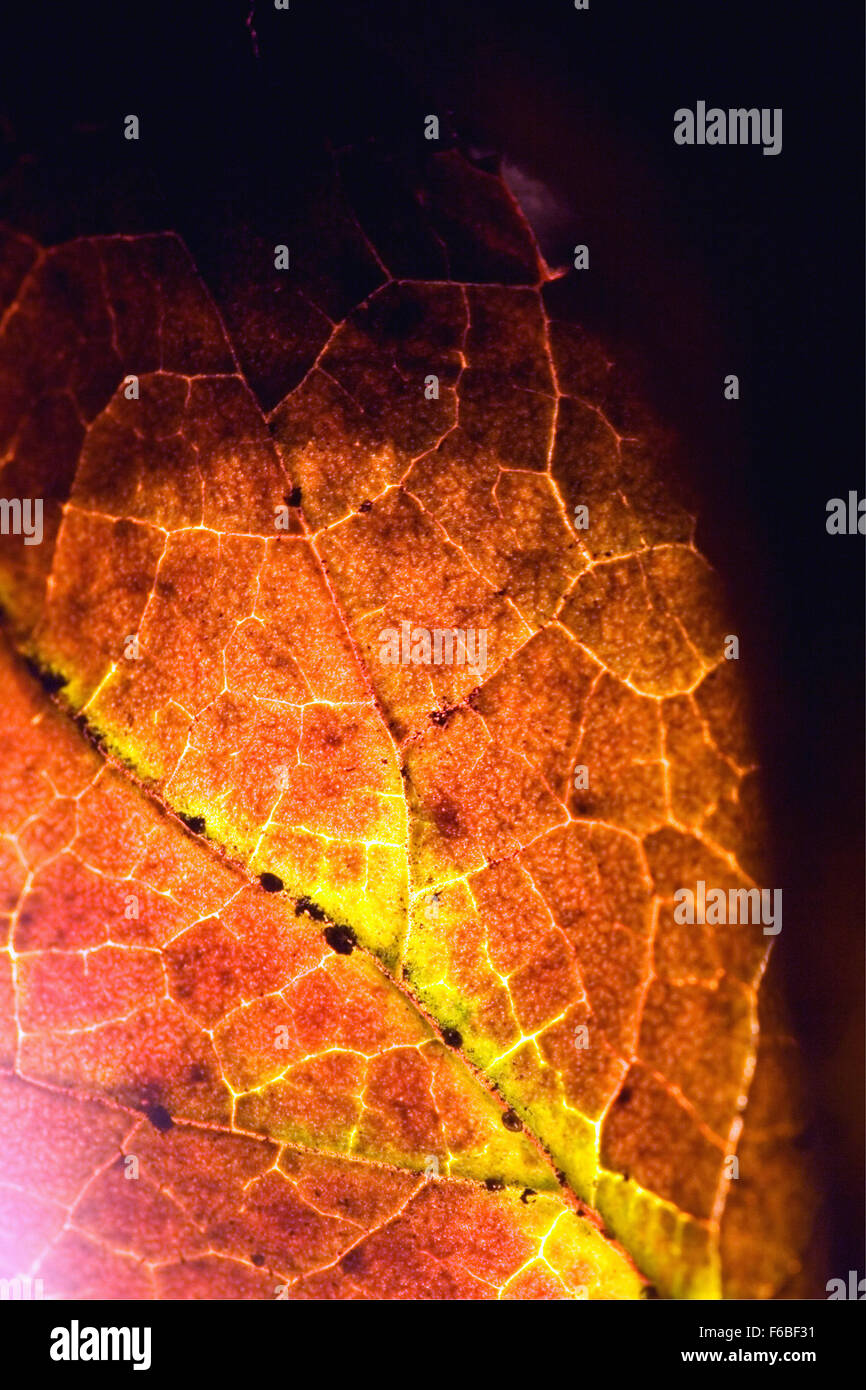 background macro close up abstract of a yellow red black brown leaf and ...